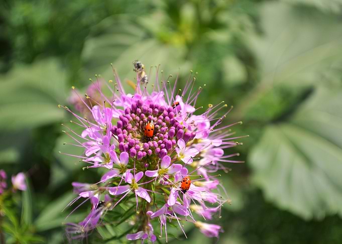 Ladybugs