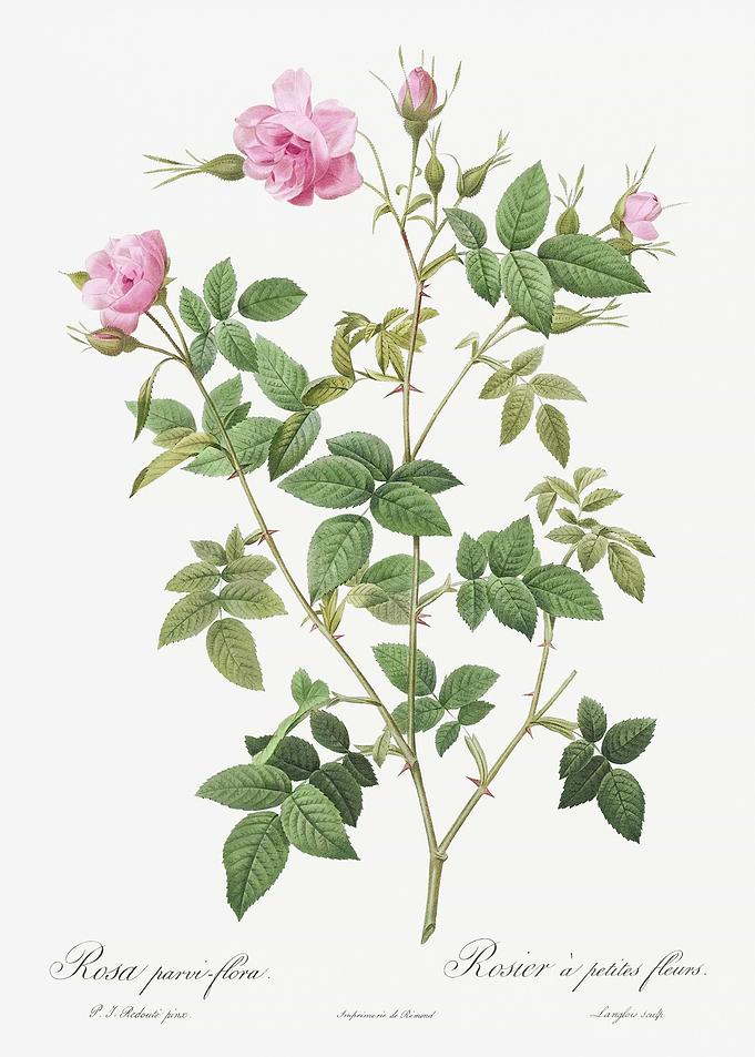 Pink Flowering Rosebush