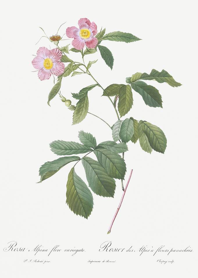 Pink Alpine Roses