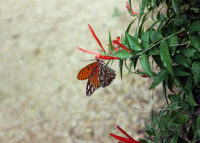 Butterfly 2