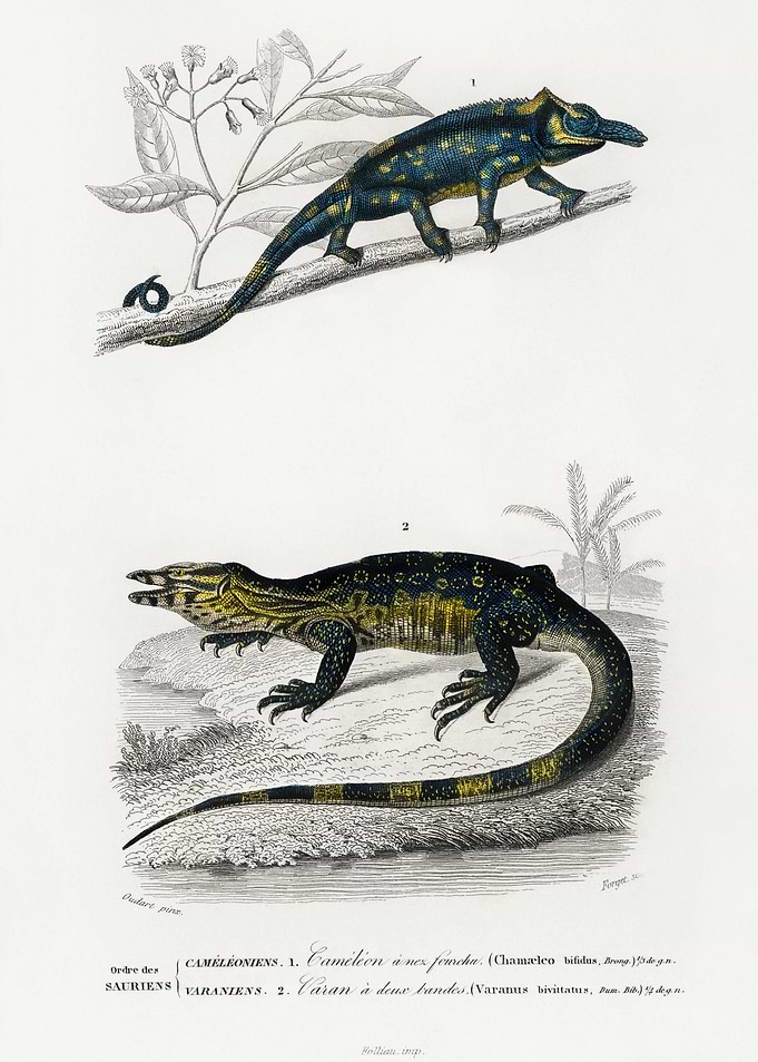 TwoHorned Chameleon Furcif