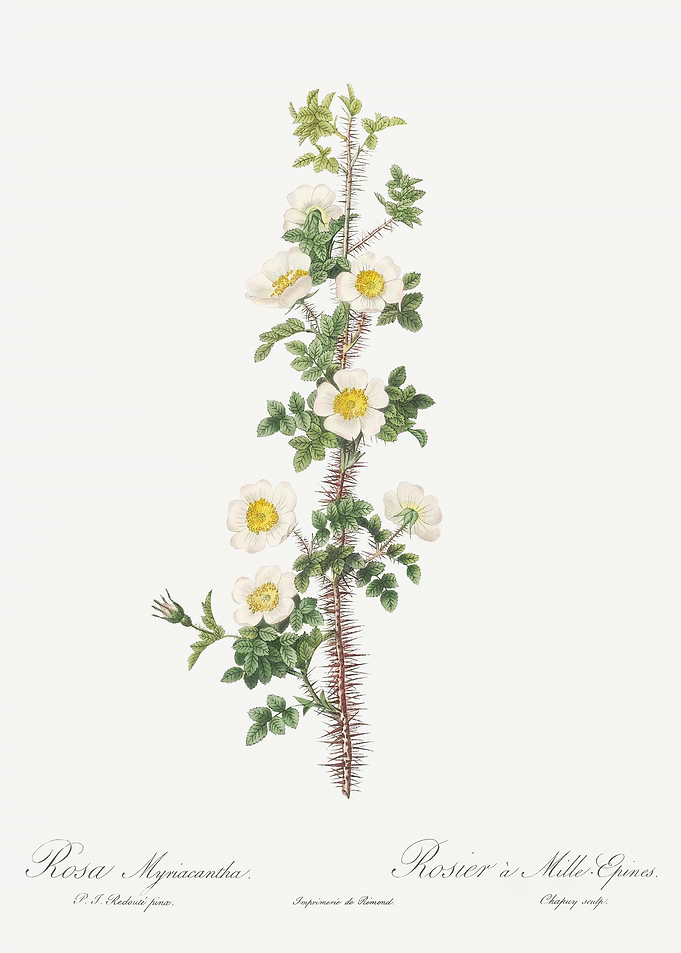 Scotch Rose In Bloom