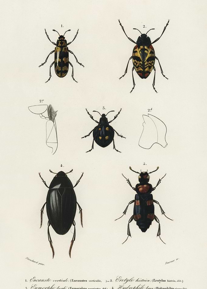 Different Types Of Beetles