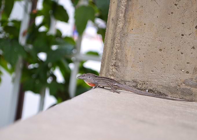 Anole 2