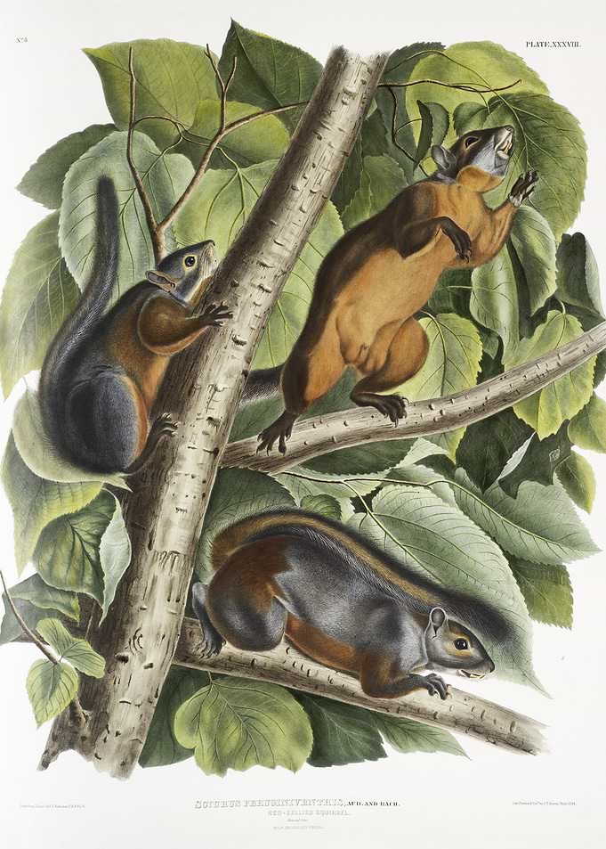 RedBellied Squirrel Sciuru
