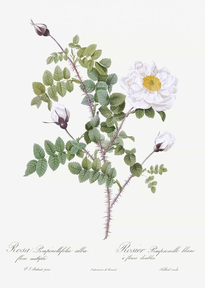 White Burnet Roses