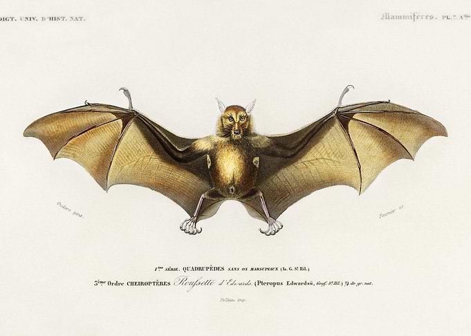 Bat Roufsette Illustrated