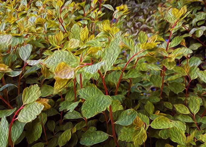 Leaves 3D