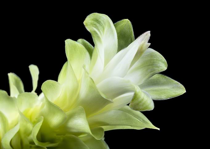 Echeveria Mirror Image 1
