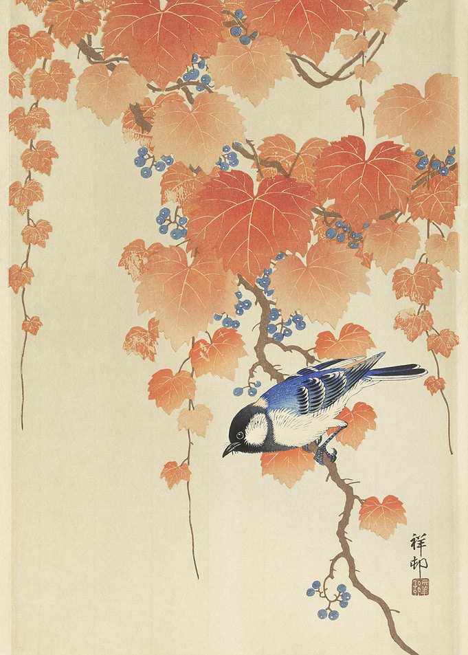Great Tit On Paulownia Bra
