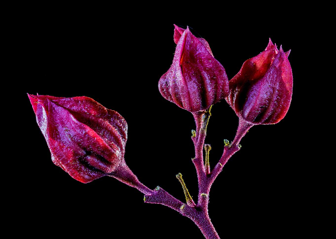Dusky Purple Floral