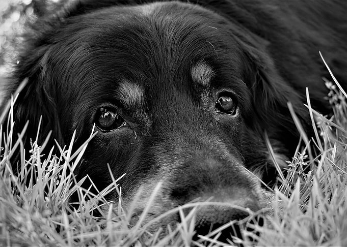 Doggo