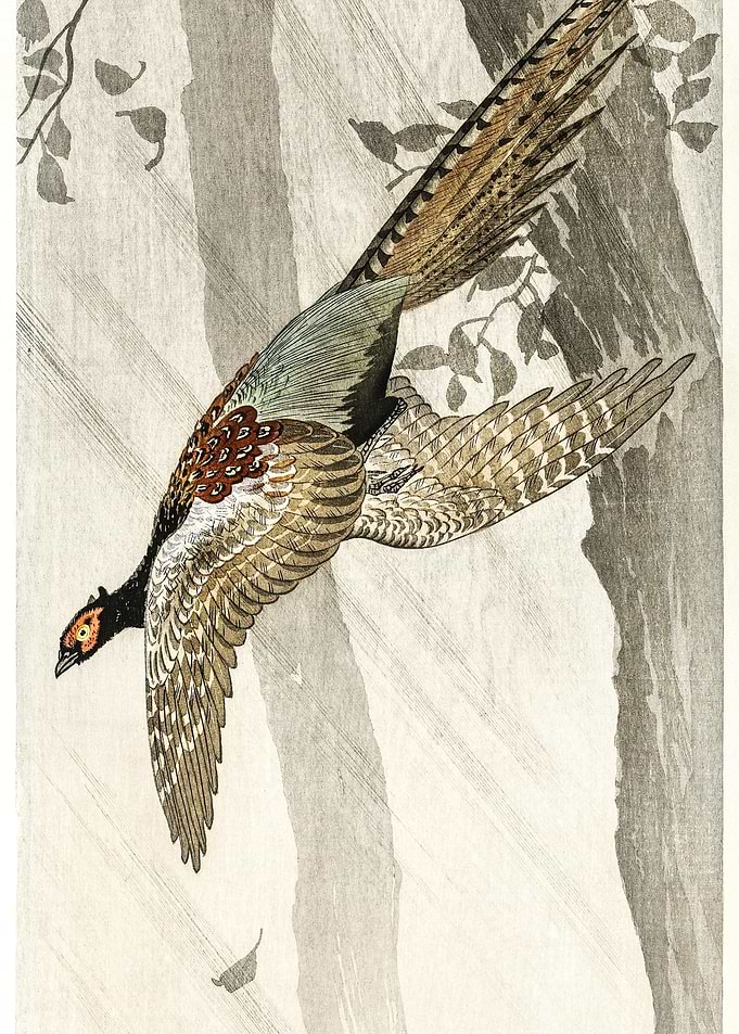 Flying Pheasant 1900 1910