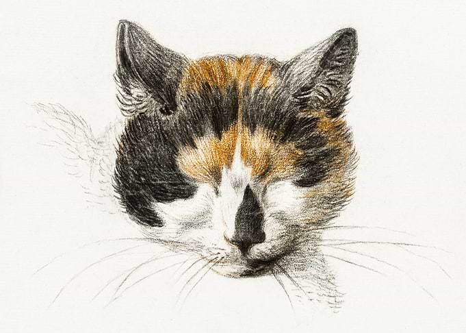 Head Of A Calico Cat With