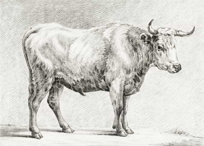 Standing Bull By Jean Bern