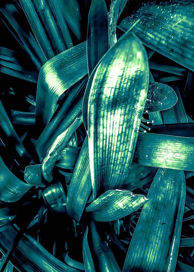 green leaves texture