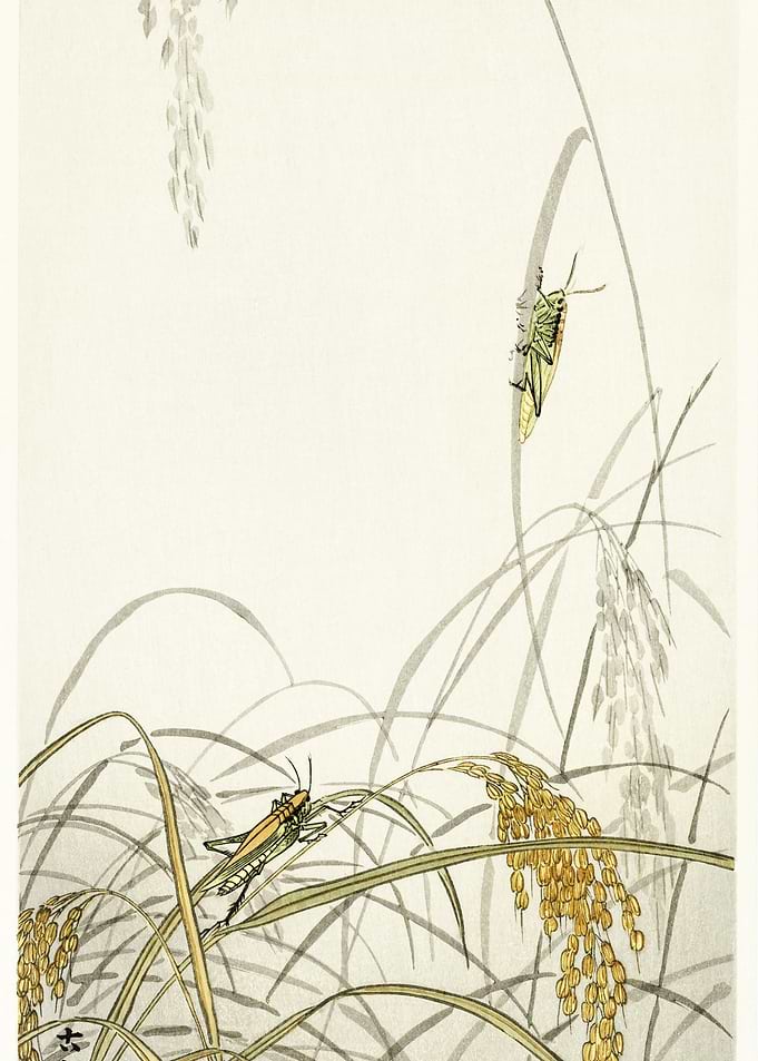 Grasshoppers On Rice Plant