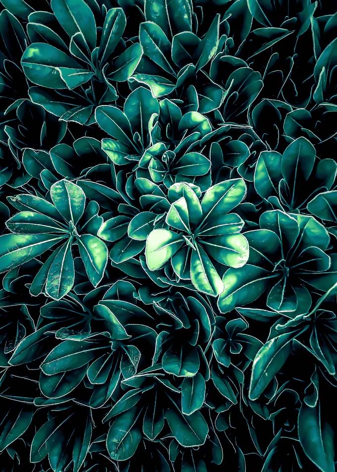 green leaves texture
