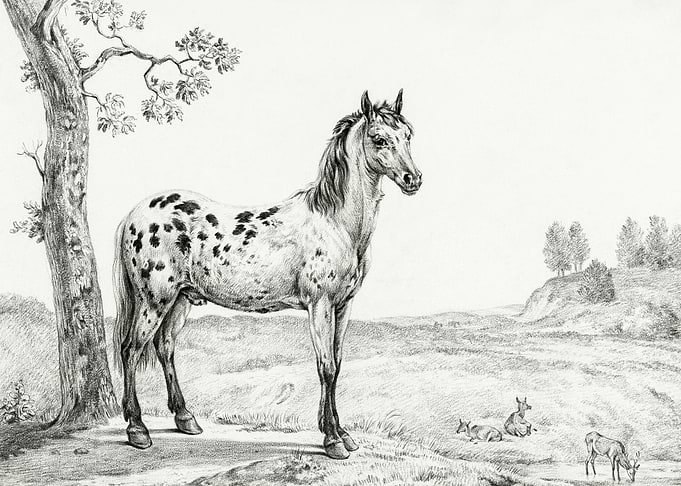 Standing Mottled Horse By