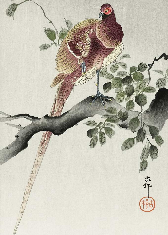Copper Pheasant 1900 1930