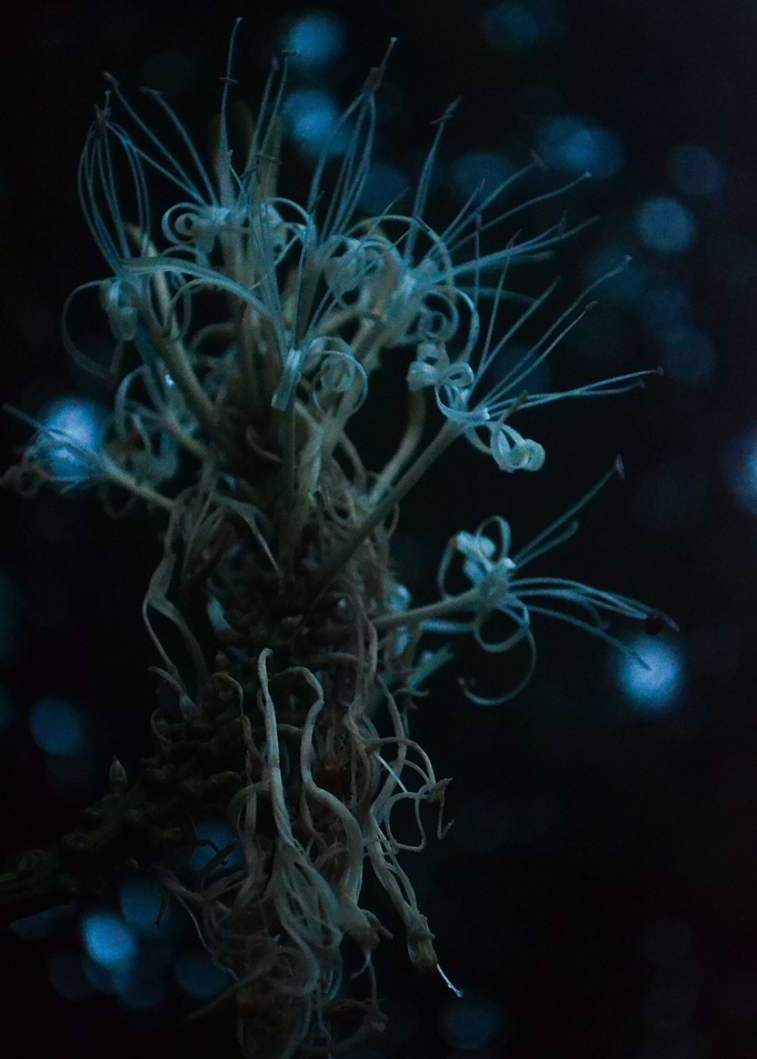 Claire de Blue