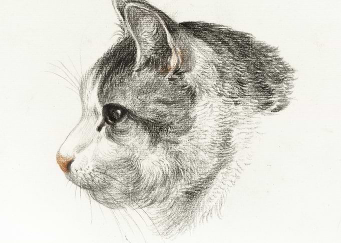 Sketch Of A Cat 1819 By Je