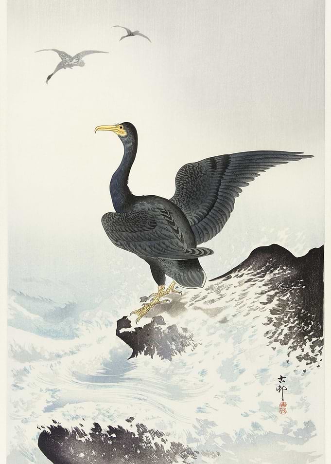 Red Mask Cormorant On Rock