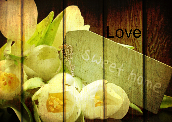 Sweet Home Tulip Love