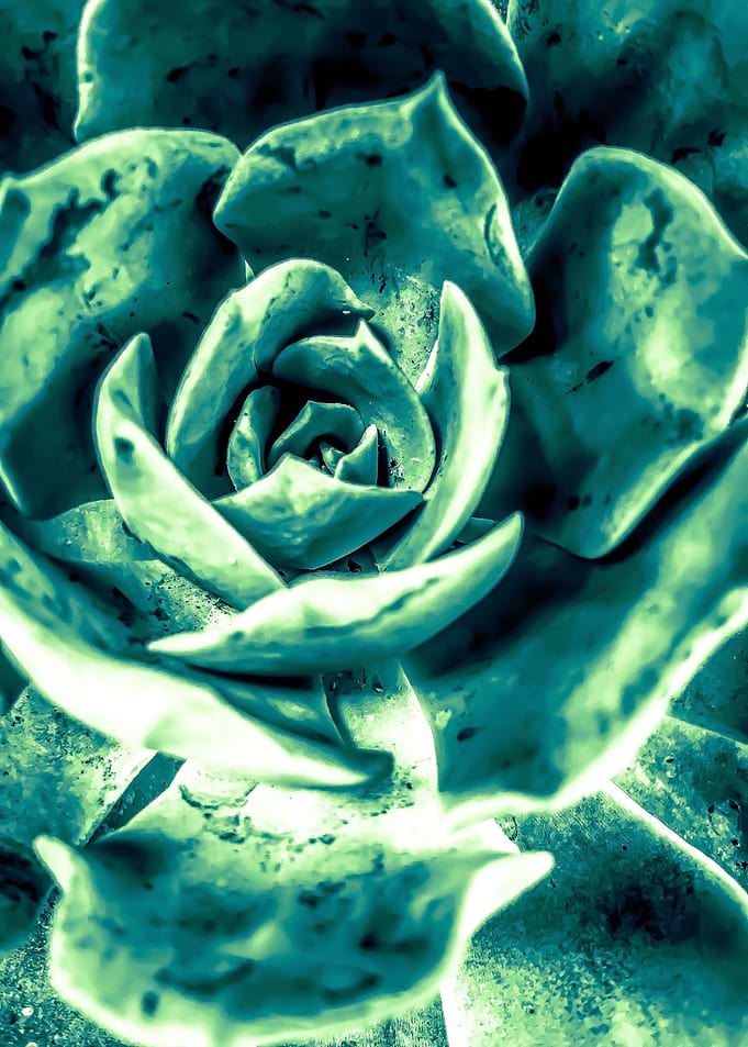 green succulent plant