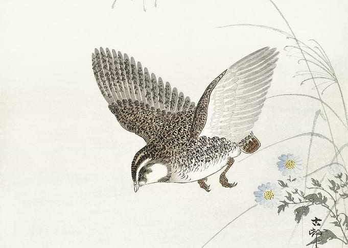 Flying Quail 1900 1930 By