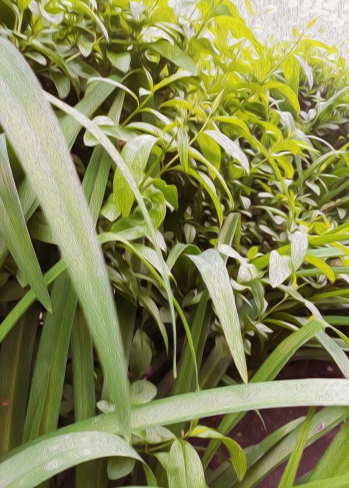 Sword plant