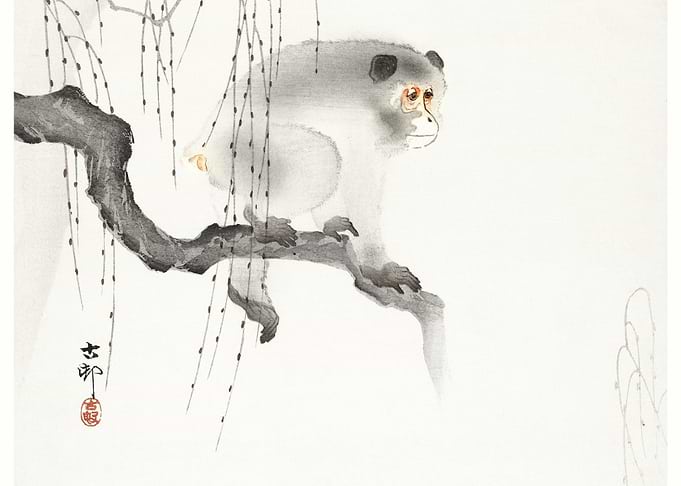 Monkey On A Tree Branch 19