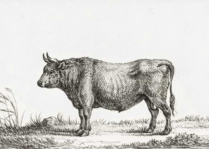 Standing Bull By Jean Bern