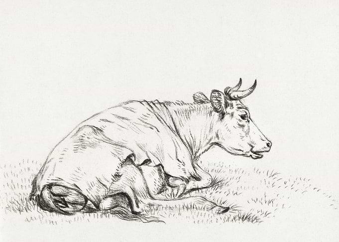 Lying Cow To The Right 181
