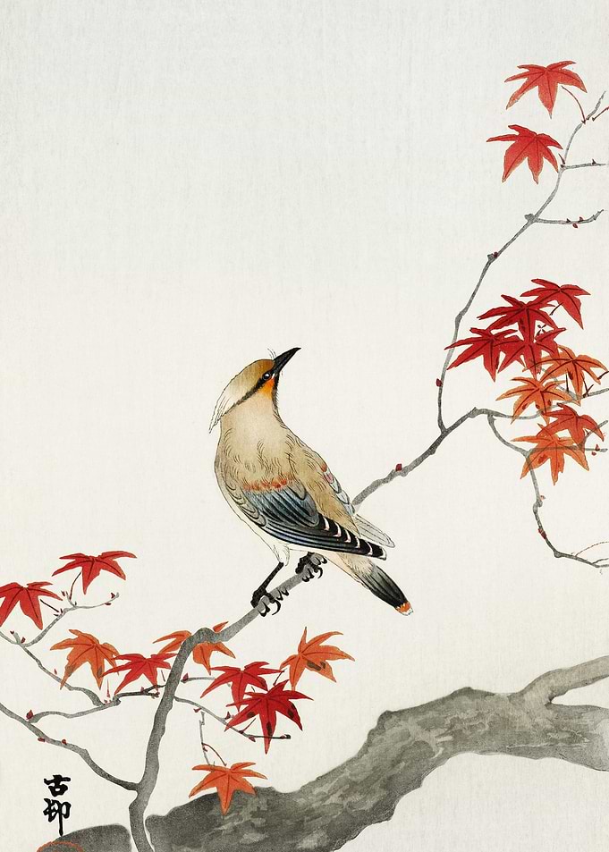 Japanese Plague Bird On Ma
