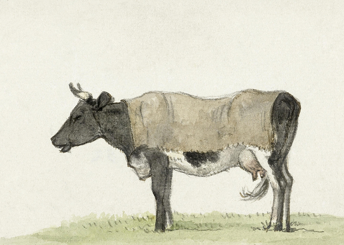 Standing Cow With Blanket