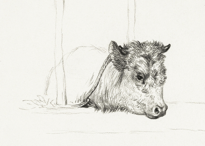 Head Of A Cow 1818 By Jean