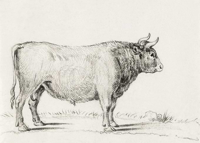 Standing Bull By Jean Bern