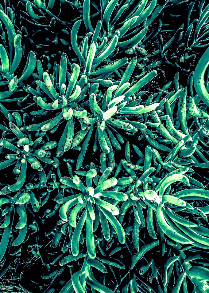 green succulent