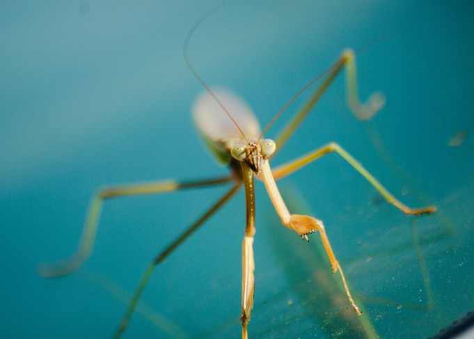 Chinese Mantis