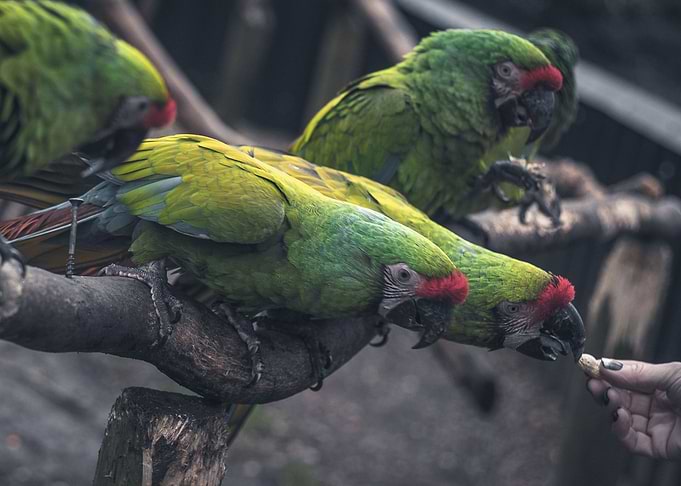 Parrots Eating on a Branch