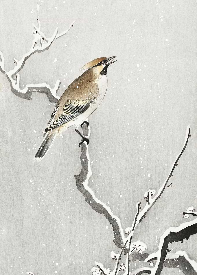 Bohemian Bird On Snowy Bra