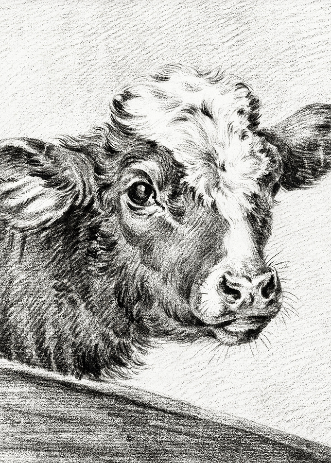Head Of A Cow By Jean Bern