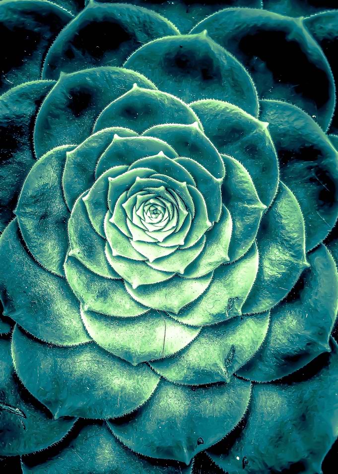 green succulent
