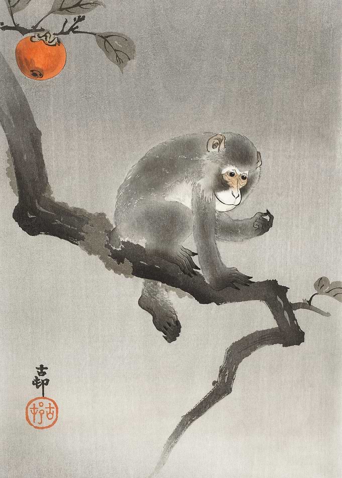 Monkey In Cockatoo 1900 1