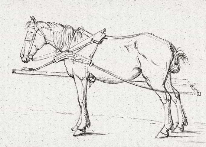 Standing Harnessed Horse 1