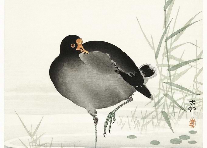 Moorhen 1900 1930 By Ohar