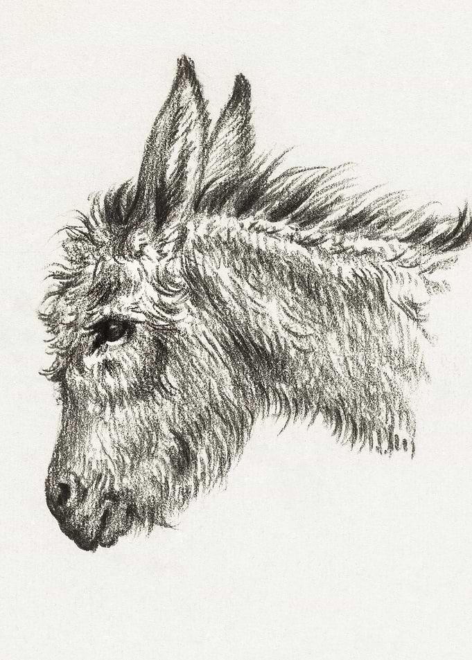 Head Of A Donkey 1818 By J