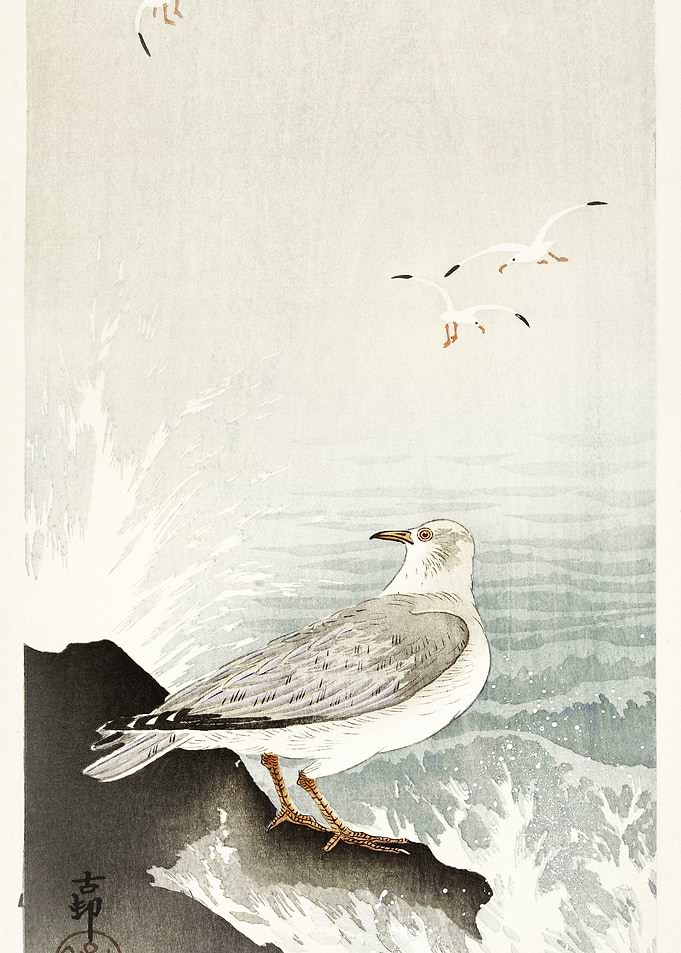 Gull On Rock 1900 1910 By