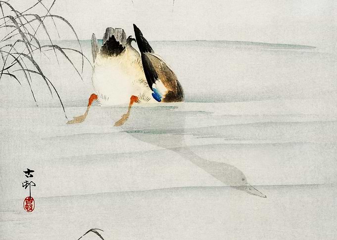 Mallard The Head Under Wat